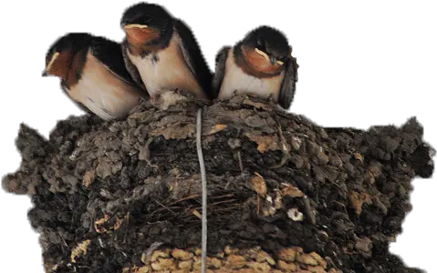  Nest Png Photo Image Swallow Nest Png