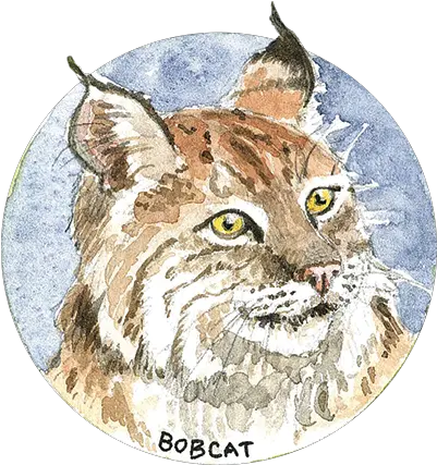  Habitat And Wildlife North Coast Land Conservancy Bobcat Png Animal Den Icon