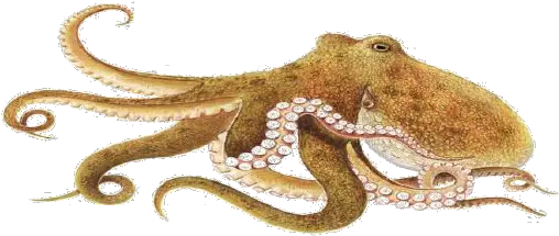  Octopus Png Photo Octopus Octopus Png