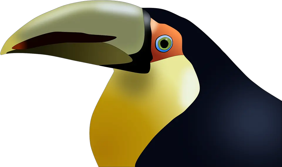  Toucan Bird Tropical Birds Png Toucan Png