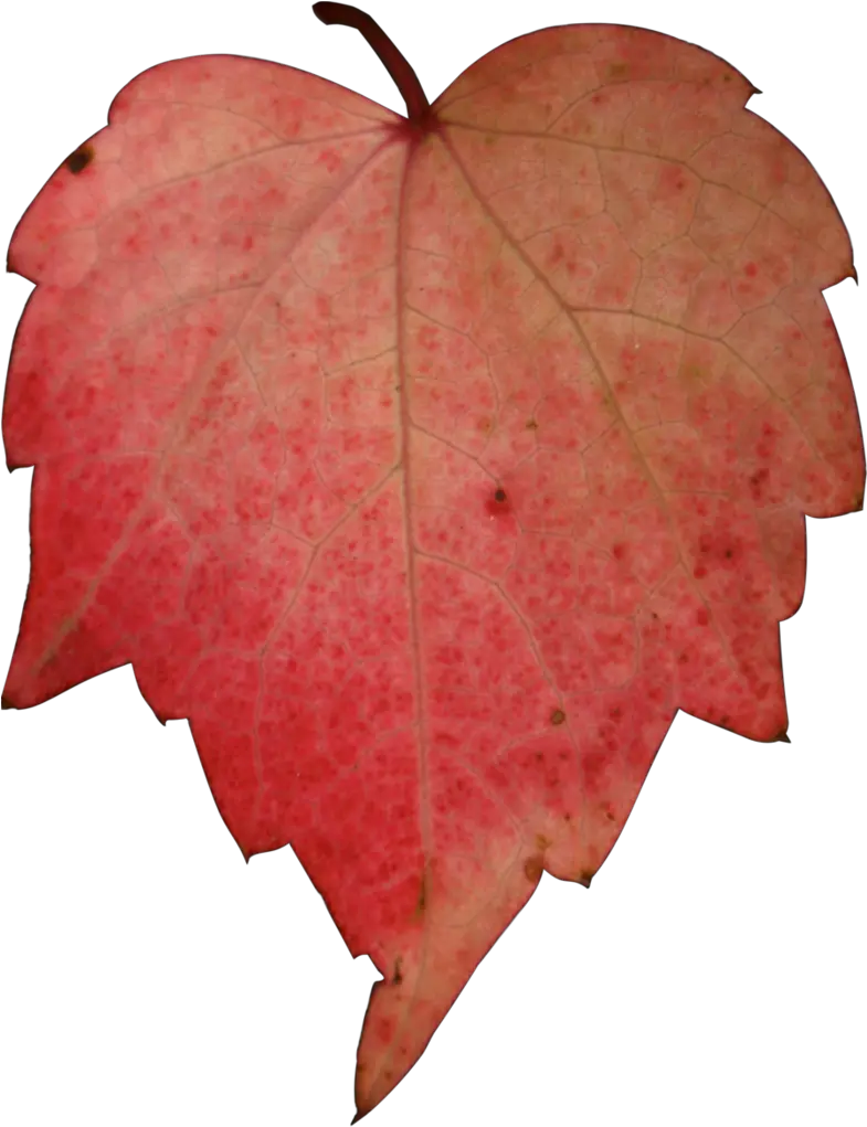  Download Hd Stock Red Leave Png By Nexu Tree Paper Icon Png Leave Png