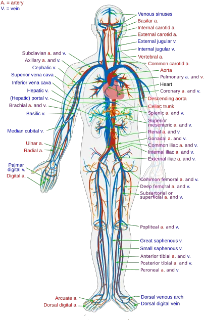  Scholars Online Biology The Circulatory System Circulatory System Png Blood Circulation Icon