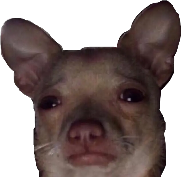  Dog Saddog Cursed Sad Sticker By Clarkelja Cursed Sad Png Sad Dog Png