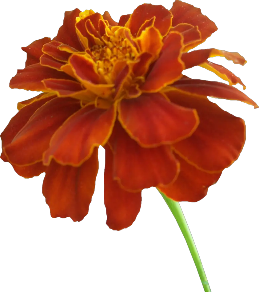  Download Marigold Png Photos Transparent Marigold Flower Png Marigold Png