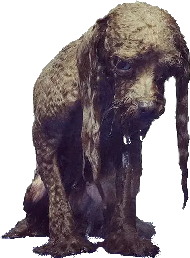  Download Animala Sad Wet Dog Dog Png Sad Dog Png