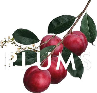  Download Plums Malpighia Png Plum Png