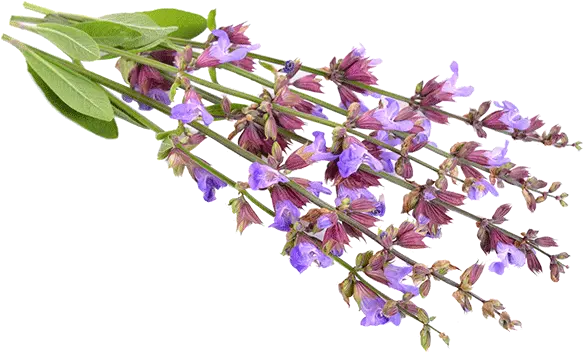  Clary Sage Lobelia Png Sage Png