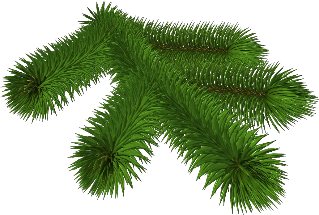  Library Of Pine Tree Branch Jpg Black And White Stock Png Clip Art Branch Transparent