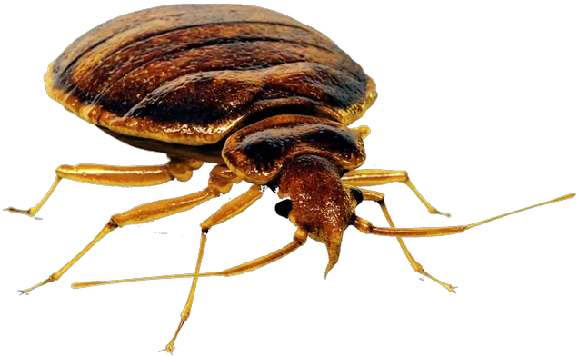  Bed Bug Png Bed Bug Png Bed Clipart Png