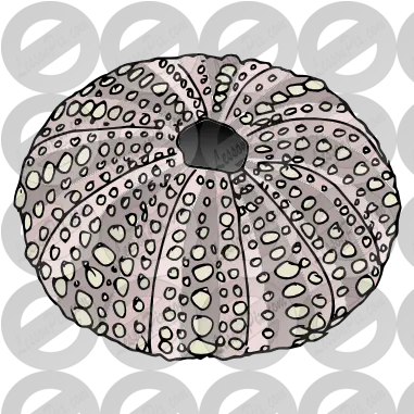  Sea Urchin Shell Lovely Png Sea Urchin Png