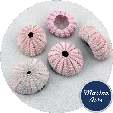  Sea Urchin Pink Marine Arts Wholesale Shells Soft Png Sea Urchin Png