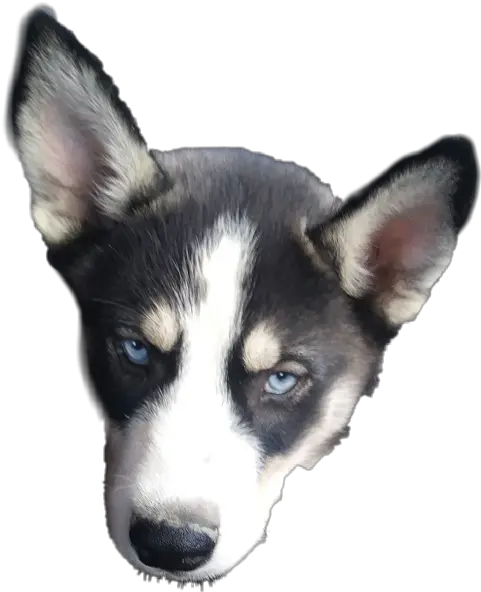  Download Siberian Husky Png Image With No Background Sakhalin Husky Husky Transparent Background