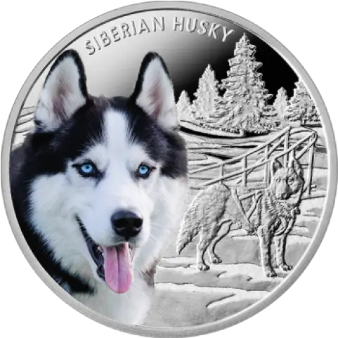  Siberian Husky Husky Dog Rate In Coimbatore Png Husky Transparent Background