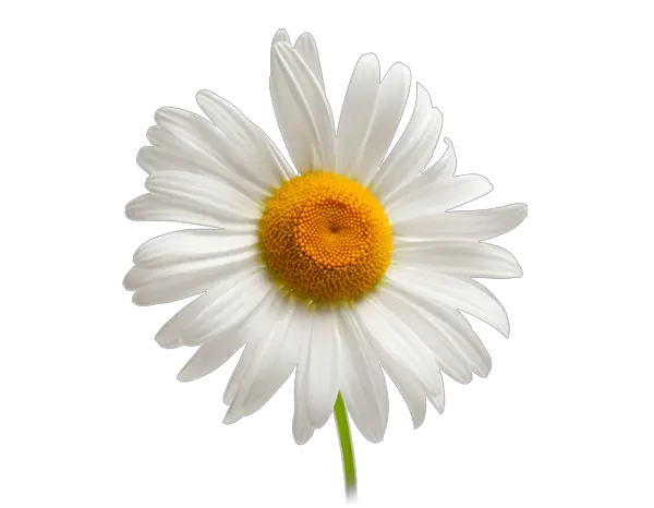  Daisy Chamomile Background Camomille Png Daisy Transparent Background