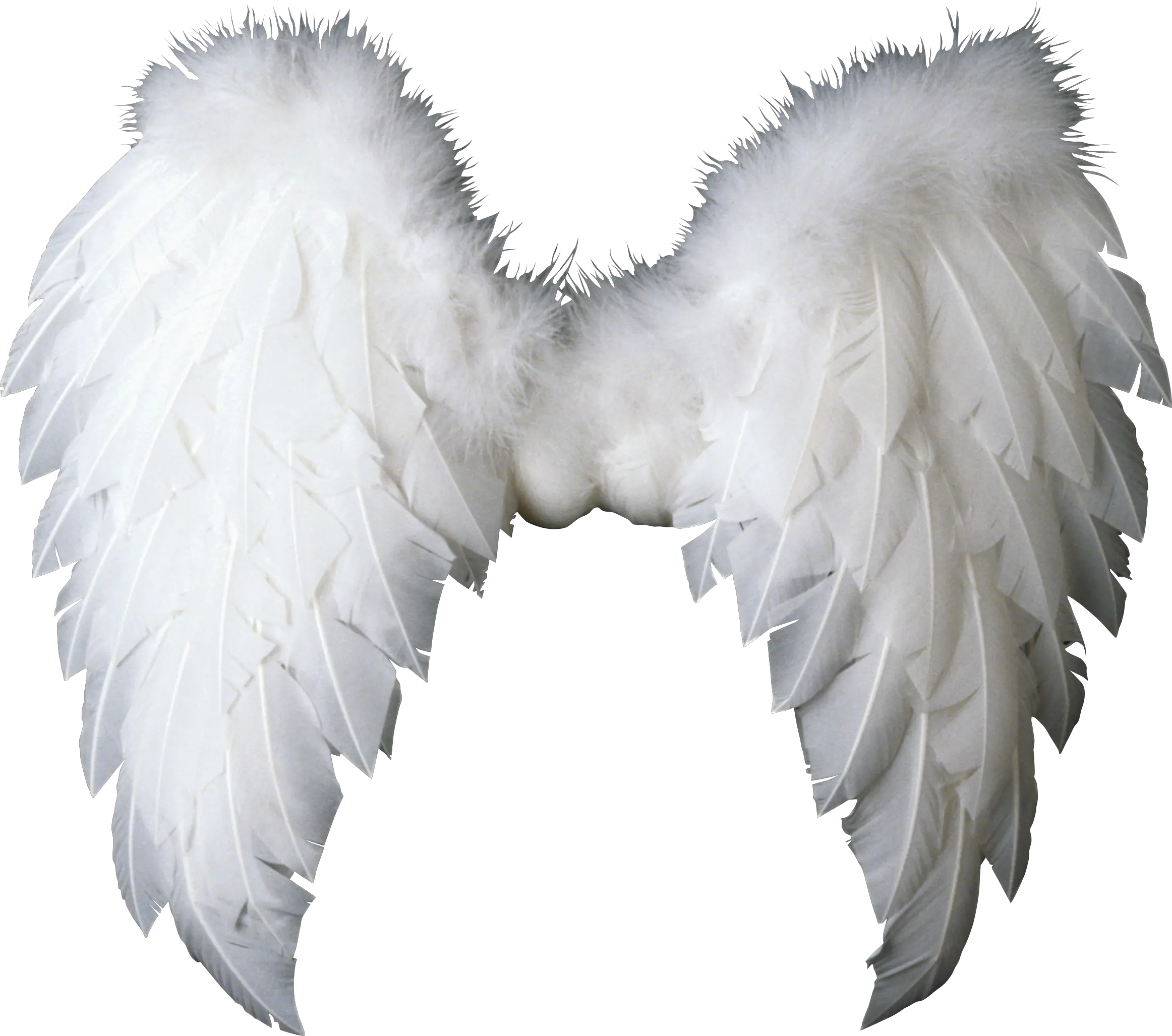  White Wings Png Image Purepng Free Transparent Cc0 Png Angel Wings Transparent Background Wing Png