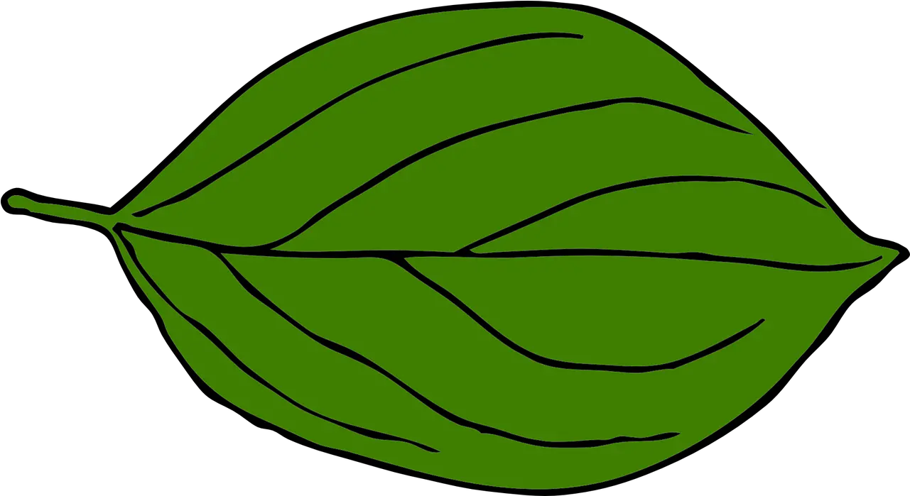  Leaf Oval Nerves Blatt Laubbaum Grün Oval Png Veins Png