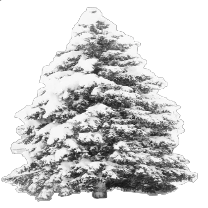  Snow Tree Transparent Roblox Transparent Pine Tree Snow Png Transparent Snow