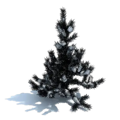  Snow Tree Png Download Boreal Conifer Snow Tree Png