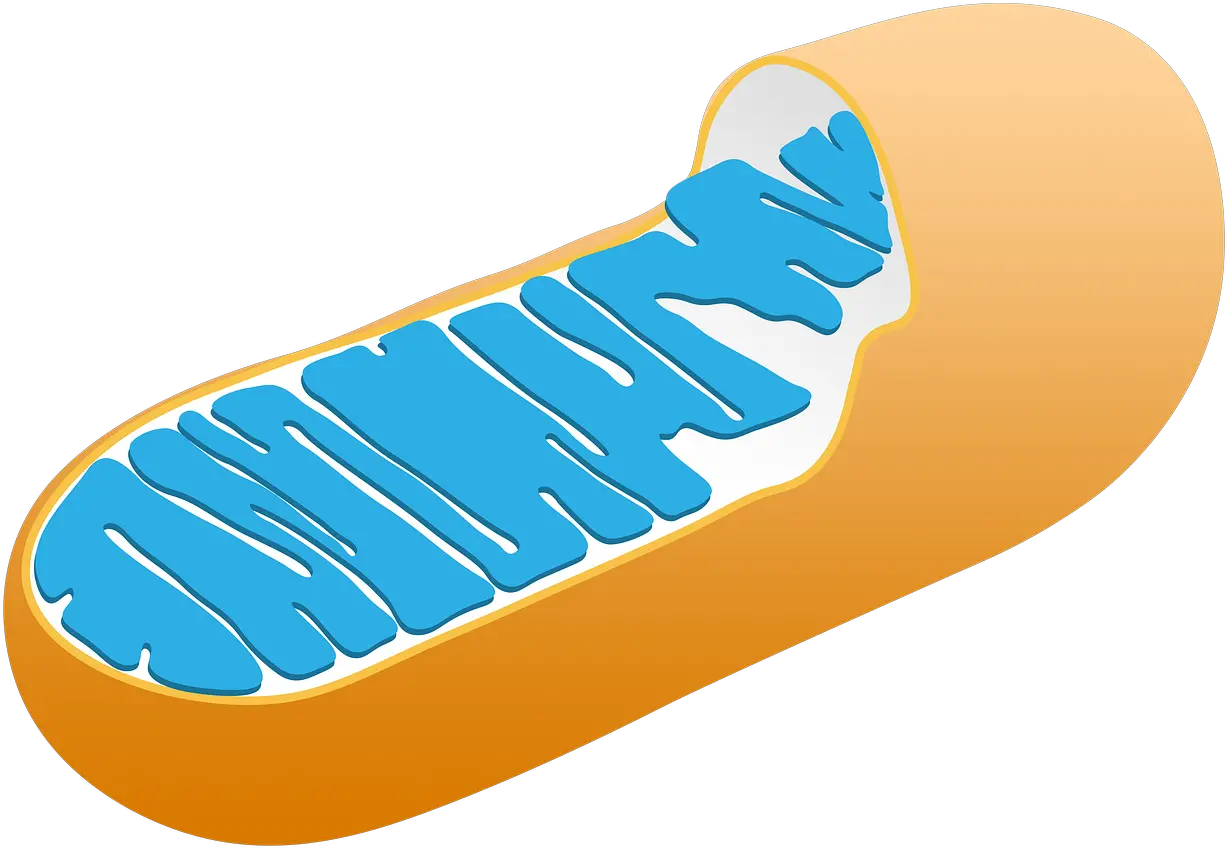  Mitochondria Cell Biology Mitochondria Transparent Png Mitochondria Png