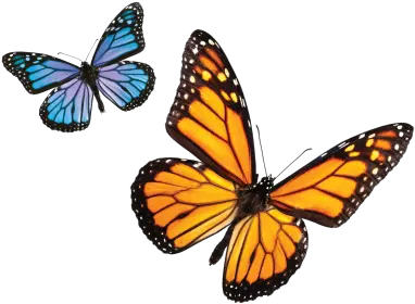  Download Butterfly Free Png Transparent Image And Clipart Green Butterfly Png Flying Butterfly Png