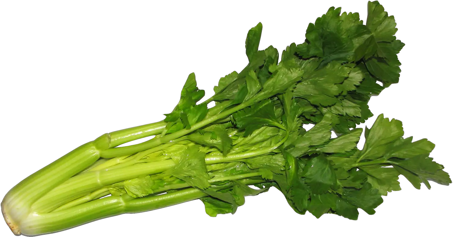  Celery Png Image For Free Download