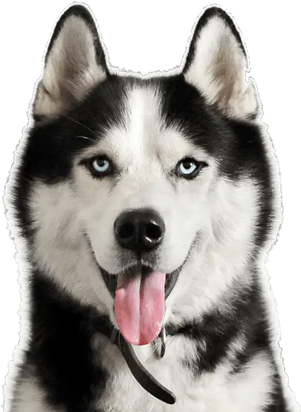  Male Siberian Husky Dogs Husky Real Dogs For Sale Png Husky Transparent