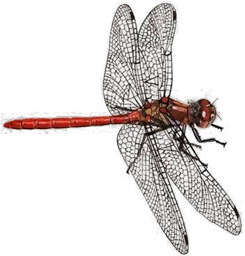  Dragonfly Png Download Image Arts Darter Dragonfly Dragon Fly Png