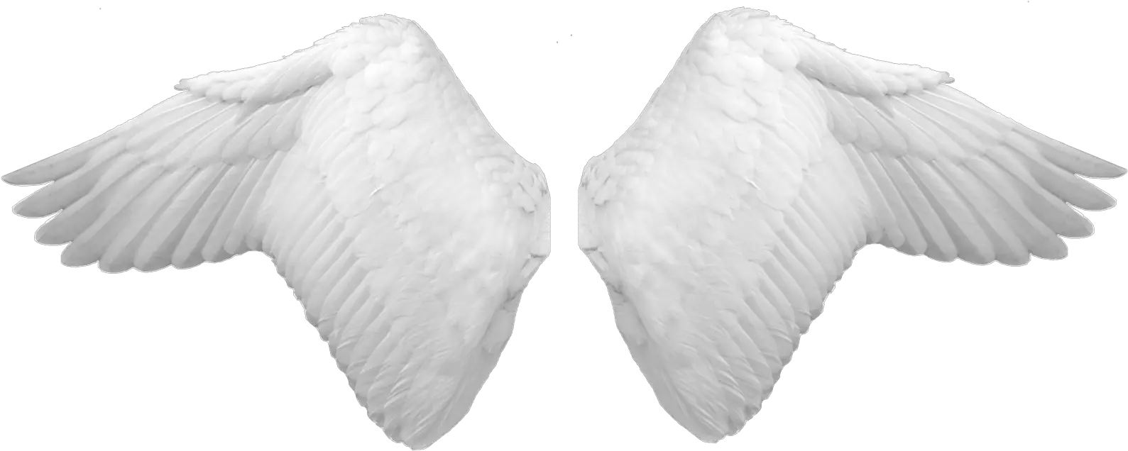  Download White Wings Png Image For Free Angel Wings Psd Wing Png