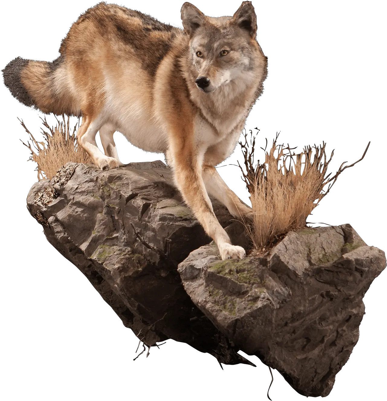  Coyote Cy101 Our Work Kanati Studio Life Size Wolf Wall Mount Png Coyote Png