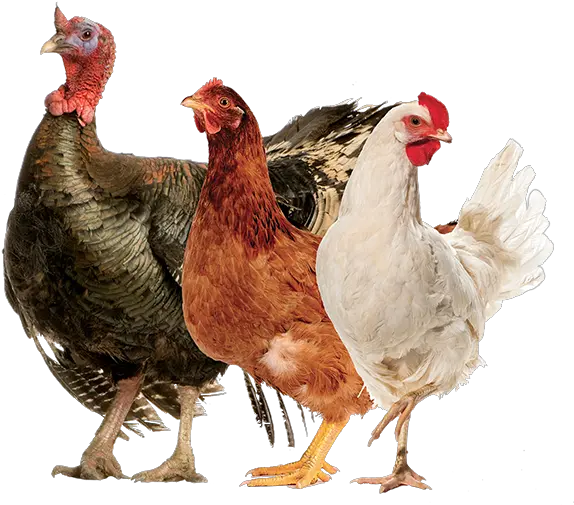  Ocean Harvest Technology Rooster Png Animals Png