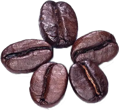  Coffee Beans Png Photo Java Coffee Beans Png