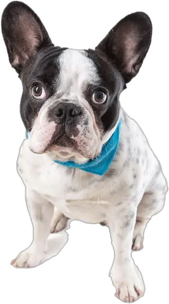  French Bulldog Png Image All French Bulldog French Bulldog Png