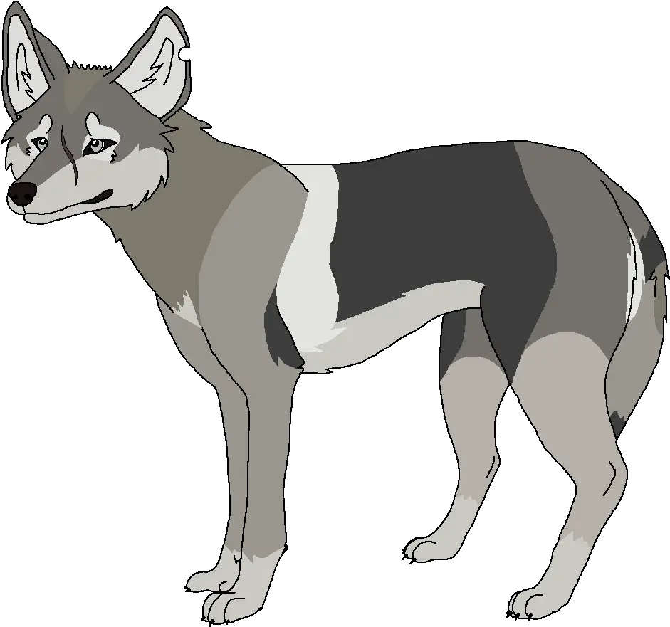  Coyotes Perfidy Wiki Fandom Dog Yawns Png Coyote Png