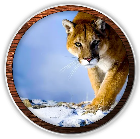  Download Hd Mountain Lion Fvwd Desktop Wallpaper Hd 1080p Png Mountain Lion Icon