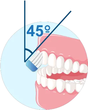  Glister 45 Degrees Towards The Gum Line Png Brush Teeth Icon