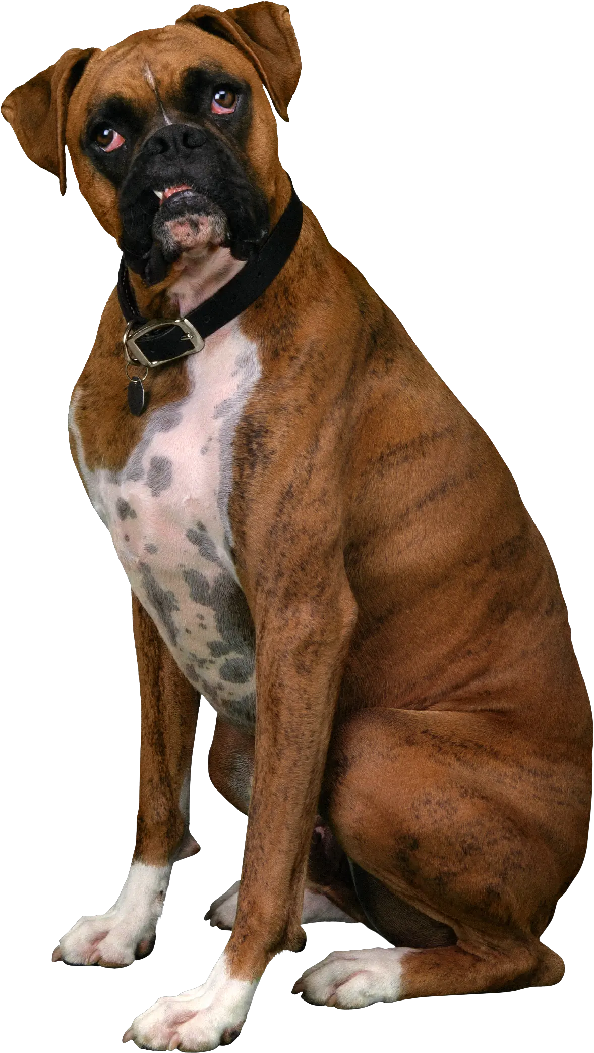  Download Free Boxer Dog Sitting Clipart Hq Icon Favicon Boxer Dog Transparent Background Png Boxer Icon