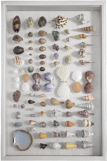  Wall Art Tahiti Shell Collection Large Shells Collection Wall Art Png Seashell Transparent