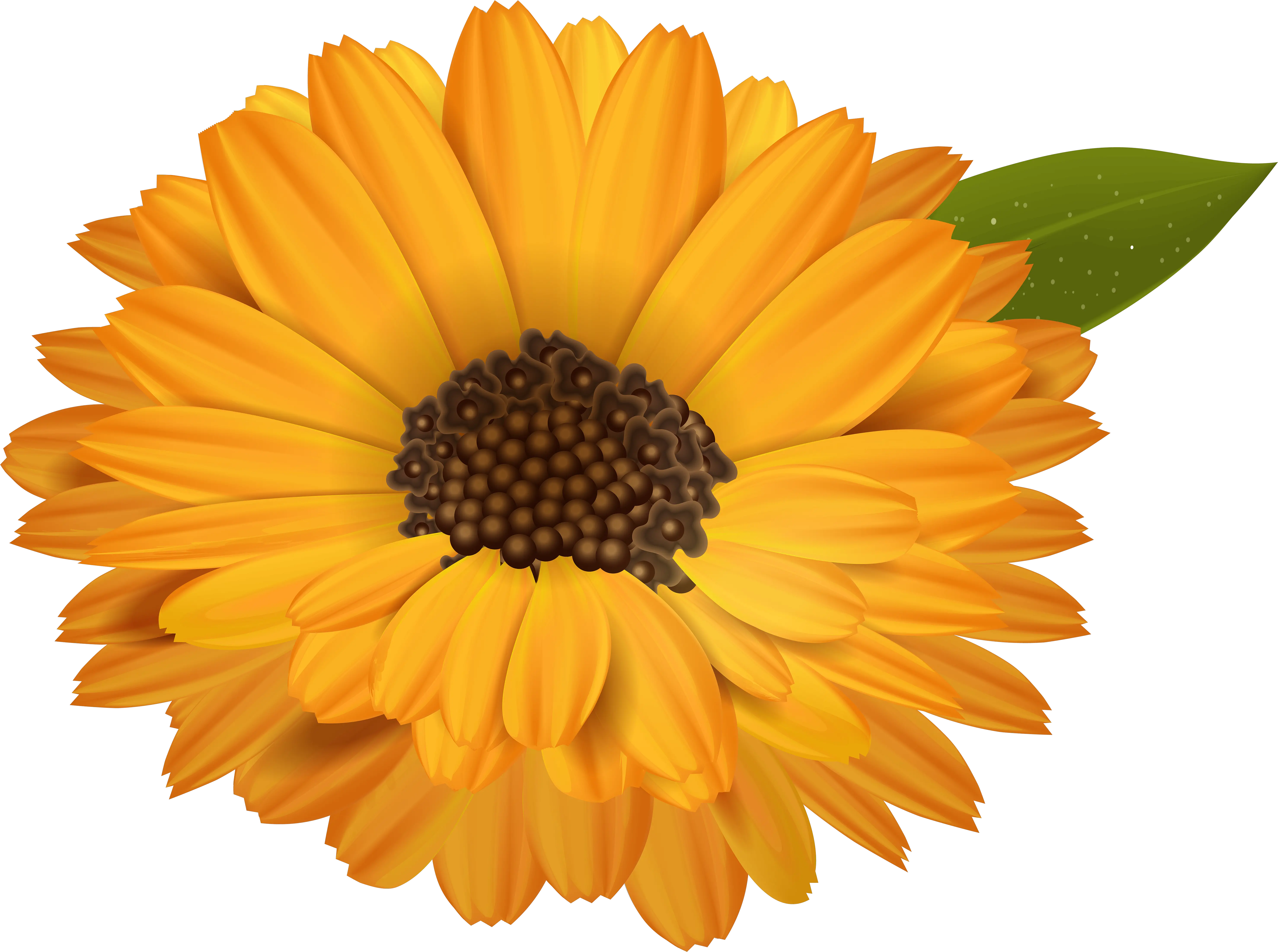  Transparent Clip Art Image Flower Transparent Background Free Png Marigold Png