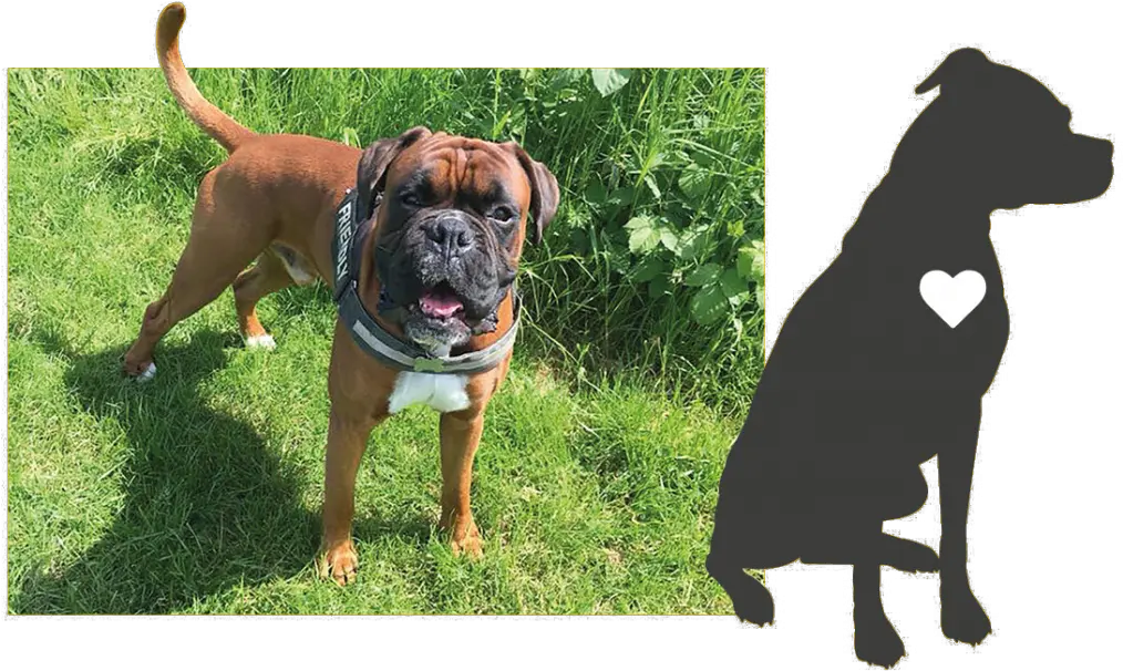  Therapy Dog U2013 School Ssg Services Png Boxer Icon