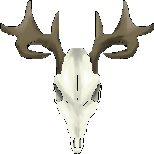  Download Whitetail Deer Skull Drawings Deer Png Deer Skull Png