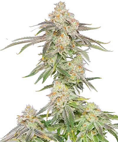  The Cannabis Brothers U2014 Tcg Industries Christmas Tree Png Weed Plant Png