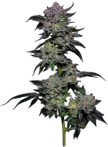  The Cannabis Brothers U2014 Tcg Industries Artificial Flower Png Weed Plant Png