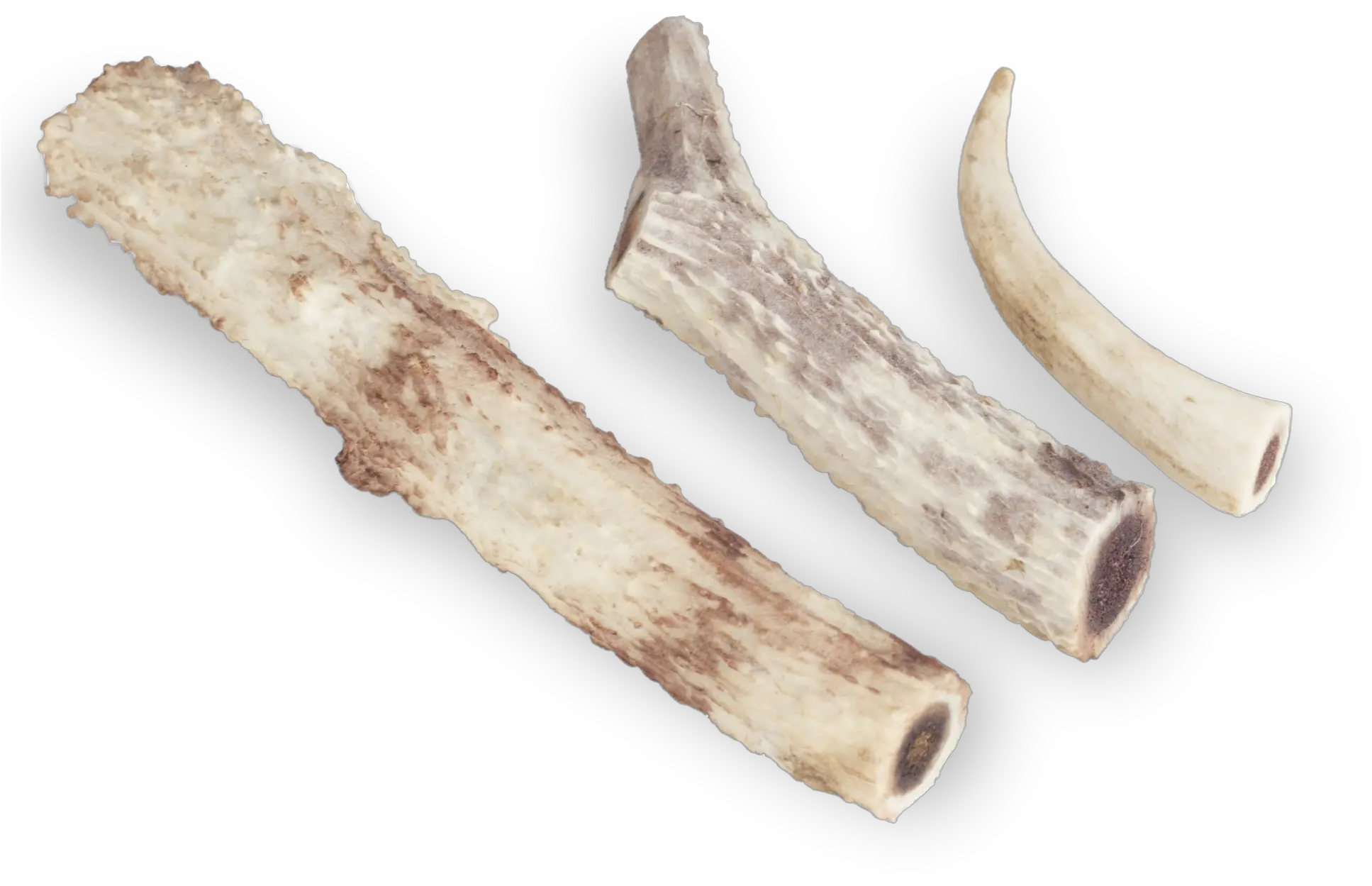  Download Hd Deer Antlers Transparent Png Image Nicepngcom Driftwood Antlers Png