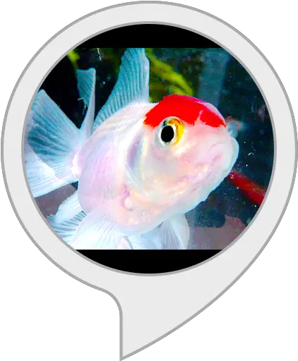  Amazoncom Fish Tank Alexa Skills Feeder Fish Png Fish Tank Png