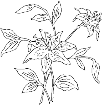  Flower Outline Png Lily Family Flower Outline Png