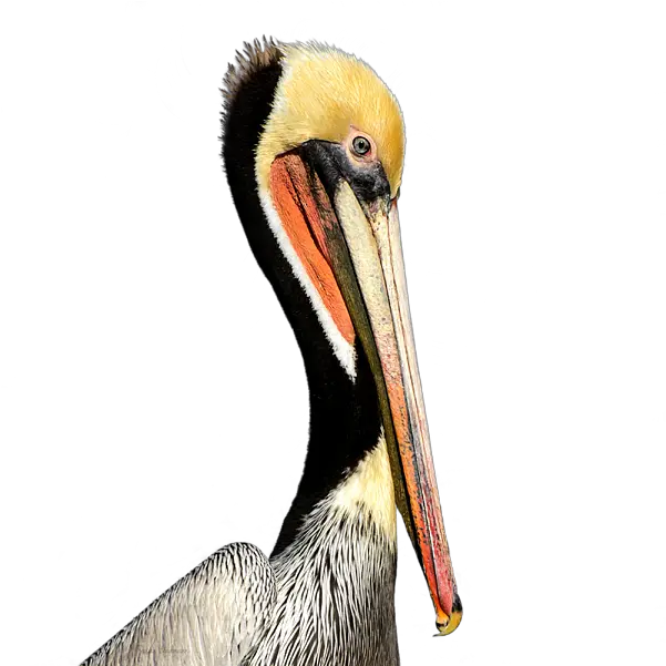  Pelican Products Beak Neck Animal Others Png Download Brown Pelican Pelican Png