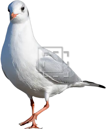  Seagull Kind Of Bird Immediate Entourage Bird Png Cut Out Seagull Png