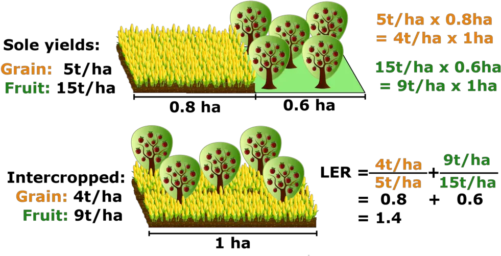  Fileland Equivalent Ratiopng Wikimedia Commons Land Equivalent Ratio In Intercropping Crops Png