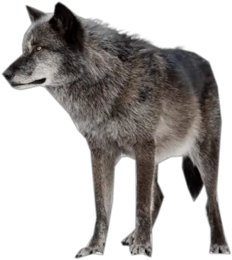  Download Free Png Dark Wolf Png Wolf Face Png