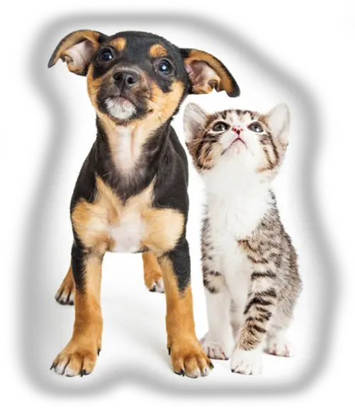  Home Kc Pet Project Kitten Puppy Looking Up Png Dogs Png